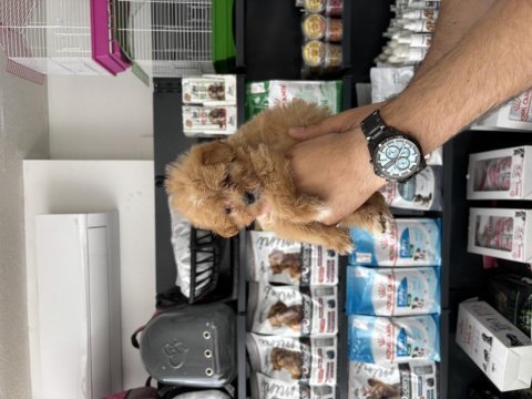 Tea cup dişi maltipoo bebeklerimiz