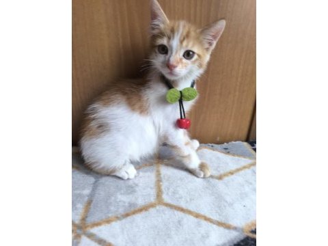 Yavru kediye acil yuva aranıyor