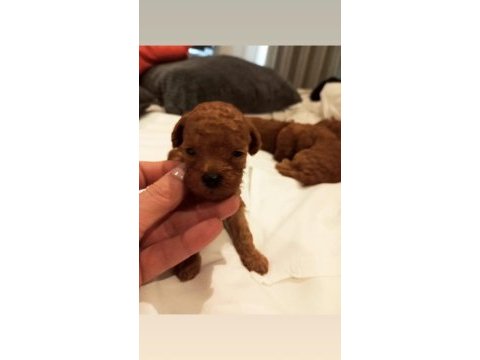 Üst düzey kore kan toy poodle yavrularım