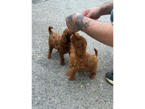 Toy poodle red brown dişi ve erkek