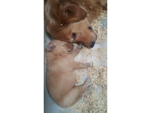 Bebek surat orjinal golden retriever yavrular