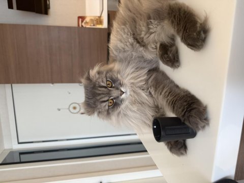 Bugün akşama acil yavru kedimi sahiplendiriyorum