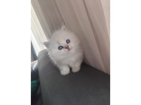 Kan hattı muhteşem kedimiz