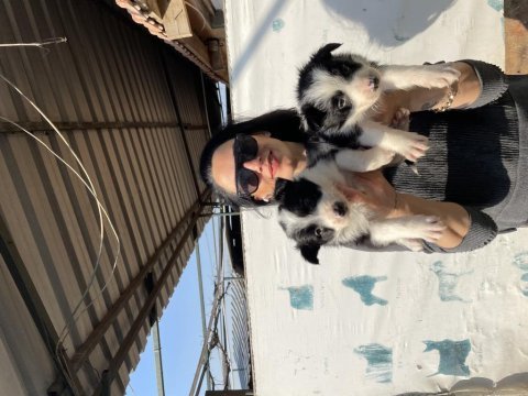 Border collie yavrularım sağlık ve ırk garantilidir