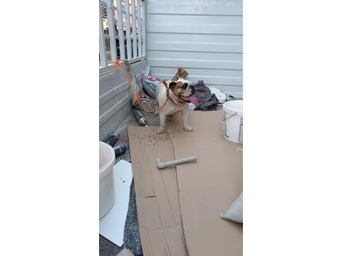 Dişi bulldog 2 yaşında ulaşın bana çok akıllı