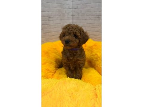 Toy poodle kore yavrular