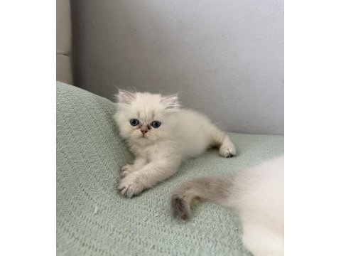 British longhair mavi göz bebekler