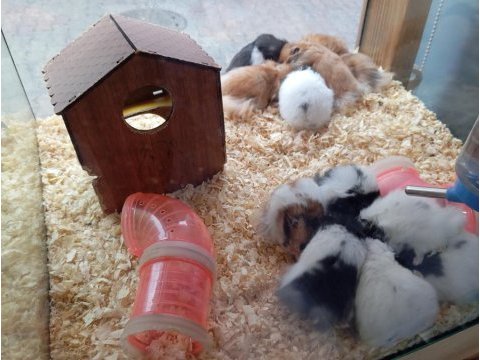 Yavru hamsterlar