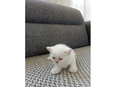 Şekerpare scottish fold