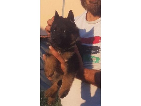 Safkan erkek alman çoban köpeğimiz