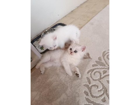Safkan british shorthair yavrularımız