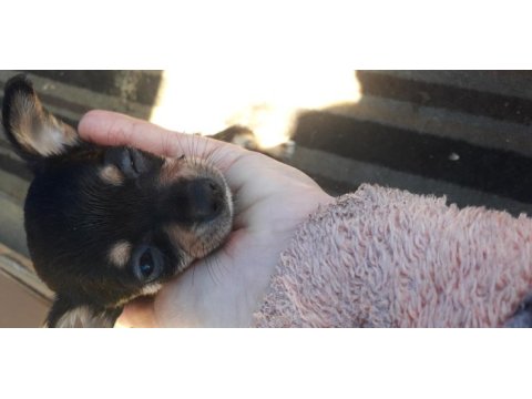 Yavru pinscher köpekler