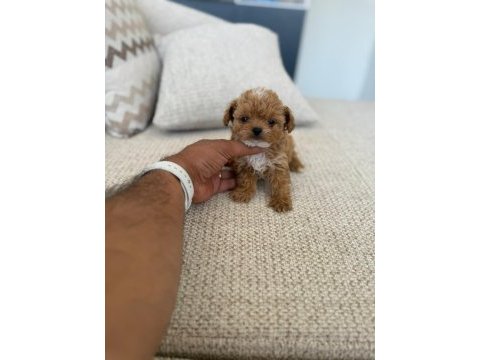 Çok sağlıklı malıtpoo bebekler 