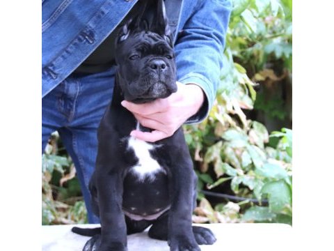 Fcı-kıf secereli safkan cane corso yavrularımız