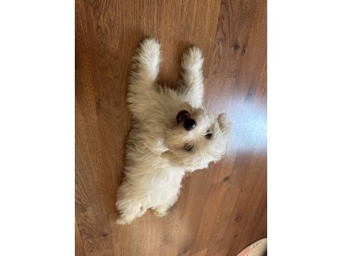 Maltipoo 3.5 aylık