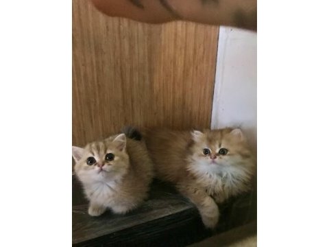 Safkan british shorthair