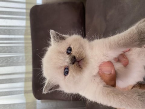 3 adet blue point 1 lilak british shorthair