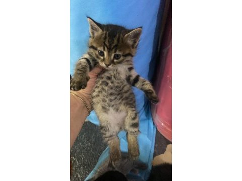 Lütfen acil olarak yuva arıyoruz kediler ücretsizler
