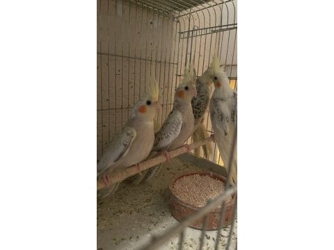 Yavru sağlıklı sultan papağanları