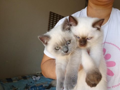 Neşeli british shorthair patiler