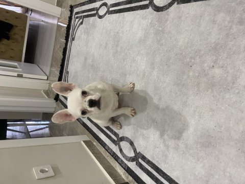 Oyuncul french bulldog