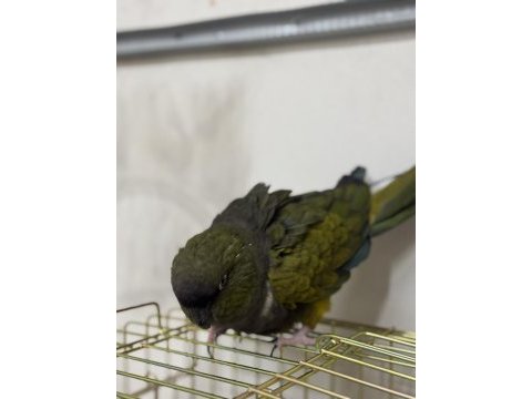 Çok güzel full + full evcil patagonya konur papağanı