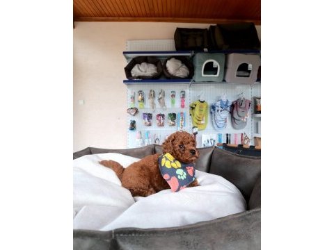 Orıjınal poodle yavrular
