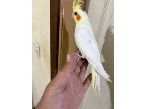 4 aylık eğitime açık %100 erkek lutino sultan yavru