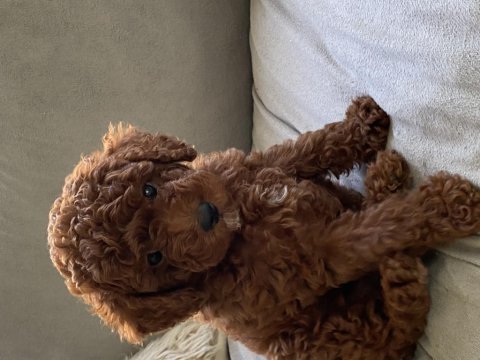 Toy poodle kore poodle eşleşmesi