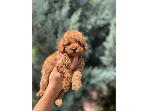 Safkan toy poodle yavrular