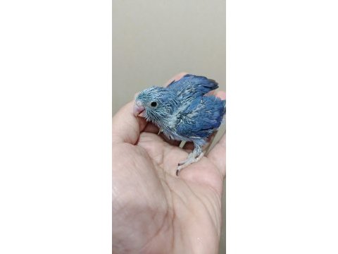 Erkek mavi boncuk forpus cep papağanı