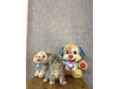 Sevimli scottish fold yavrularımız 