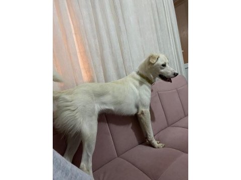 1 yaşında dişi labrador