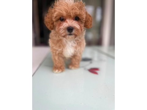 Tatlı yüzlü maltipoo bebeklerim