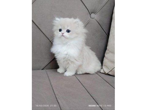 A kalite british longhair yavrular