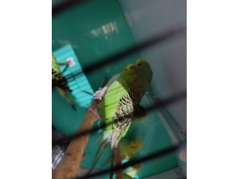 Jumbo muhabbet kuşu yavru