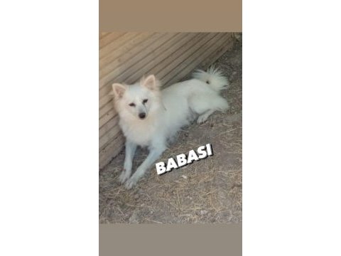 4 aylık pomeranian spitz cinsi dişi yavrumuz