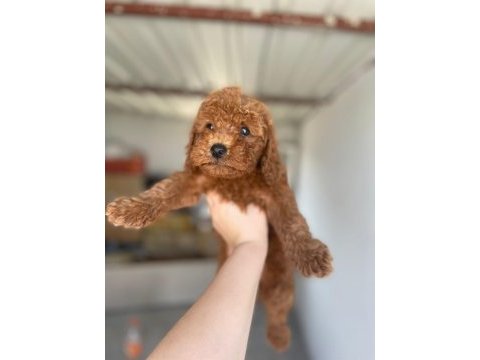 Toy poodle bebekleri