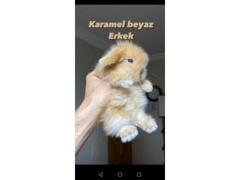 Hollanda lop tavşanı yavrularımız
