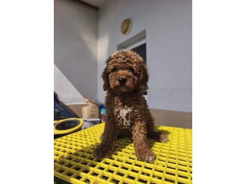 Toy poodle yavrular
