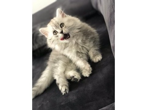 4 aylık erkek british longhair sahiplendirilecek