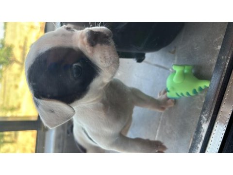 50 günlük yavru ped tuvalet eğitimli french bulldog
