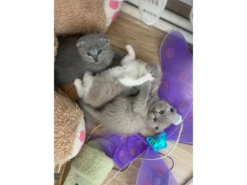 Son iki tane kedimiz elimde erkek kaldı biri lilac açık gri