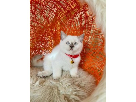 British shorthair erkek 2 aylık