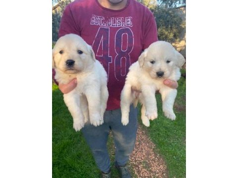 Bebek yüzlü golden retriever köpeklerimiz