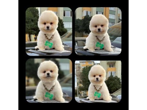 Pomeranian boo yeni yuvasını bekliyor