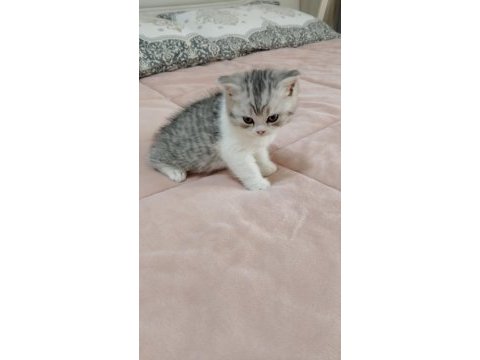 Son iki dişi yavru kedilerimiz