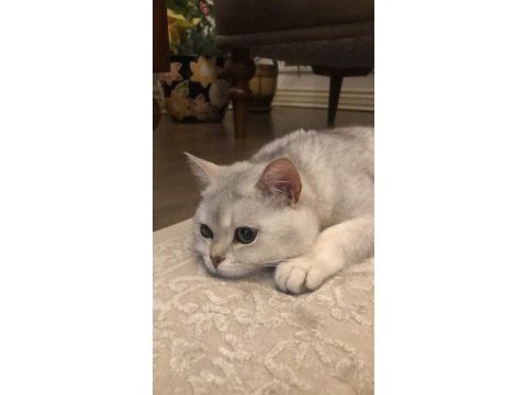 British shorthair kedime anne adayı arıyorum