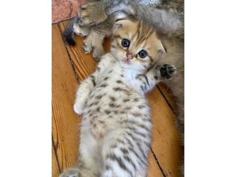 Scottish fold yavrular sahibinden sahiplendirilecek