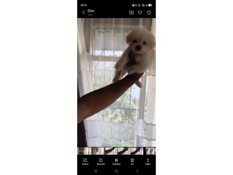 Maltipoo bebişler mavi gözlü